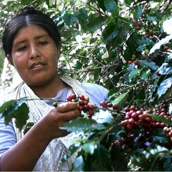 Récolte de café en Bolivie, pays producteur pour Lobodis