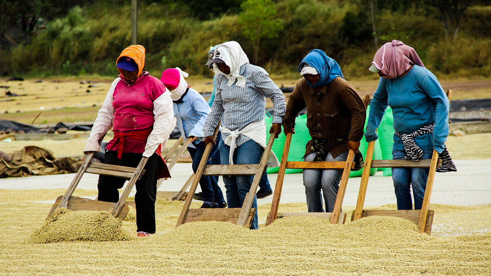 employés producteur prodecoop partenaire Lobodis au Nicaragua