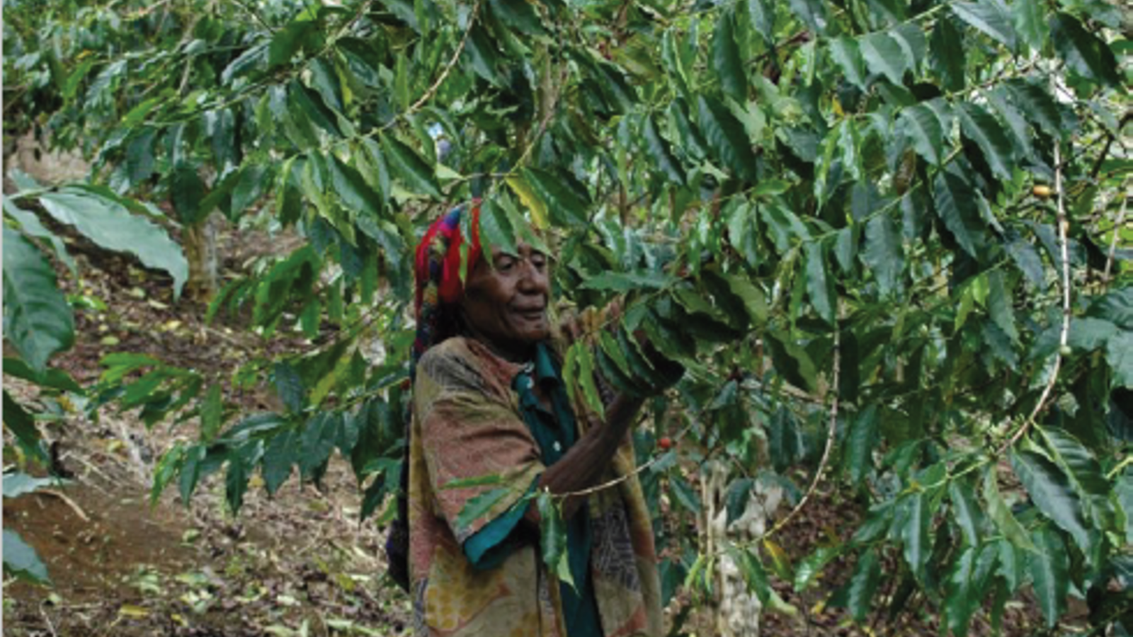 employée dans les caféiers jimi river partenaire Lobodis en Papouasie