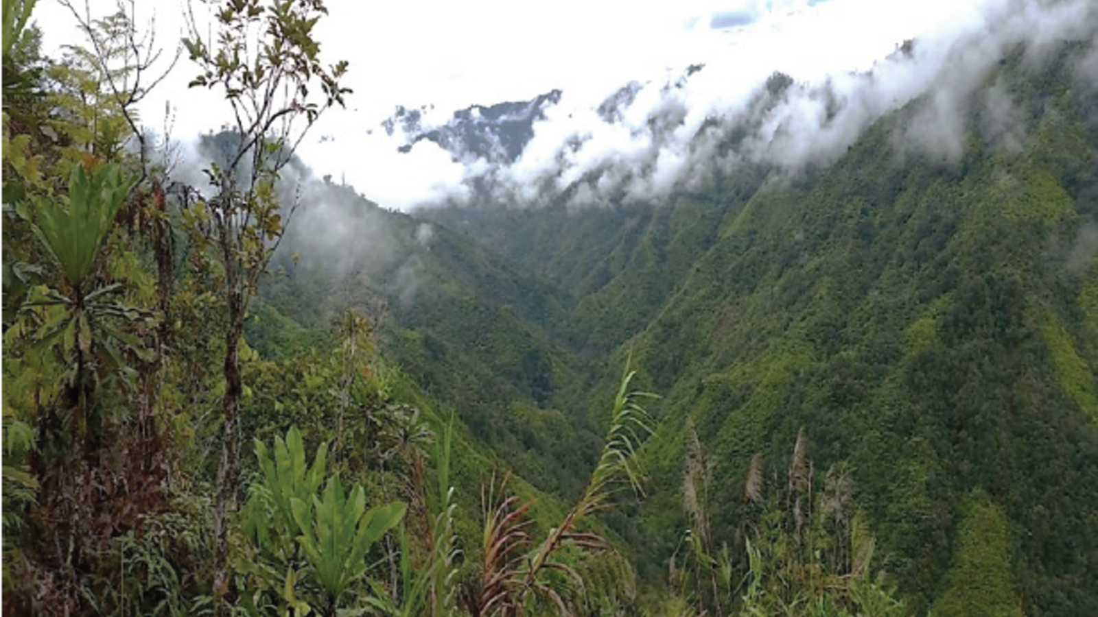 paysage des terrains du producteur jimi river partenaire Lobodis en Papouasie