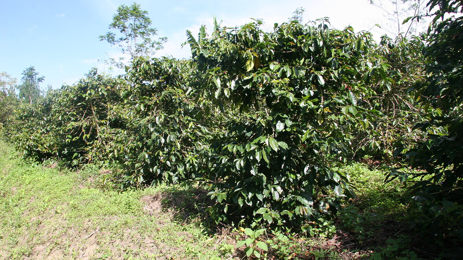 caféiers chez producteur partenaire Lobodis ksu mahara au Sumatra