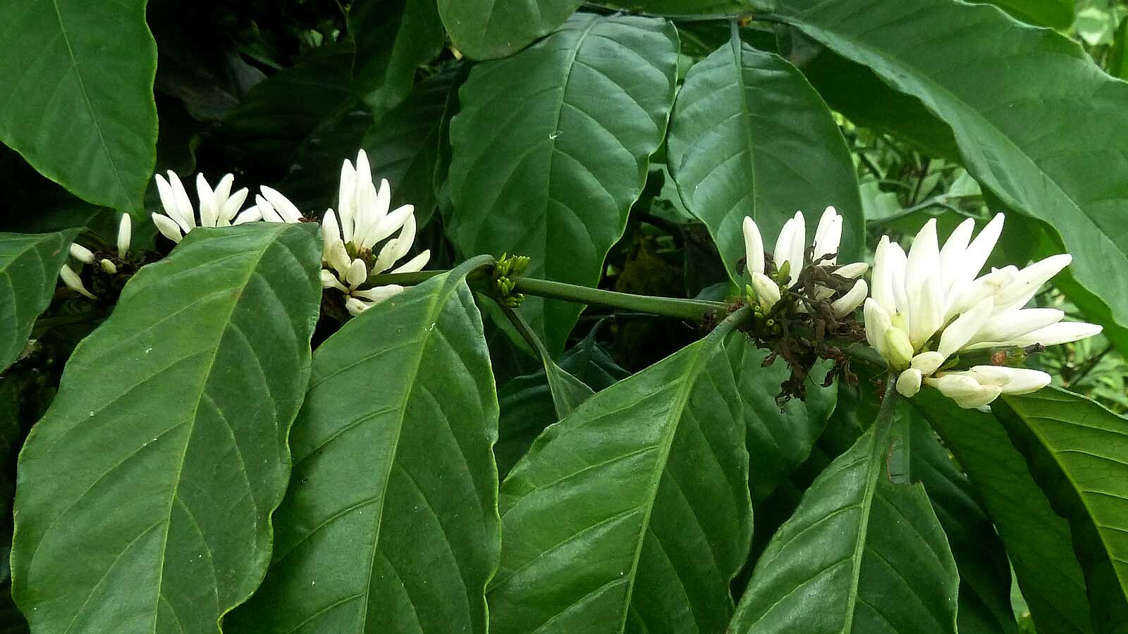 Lobodis fleur de cafe dans des plantations au congo