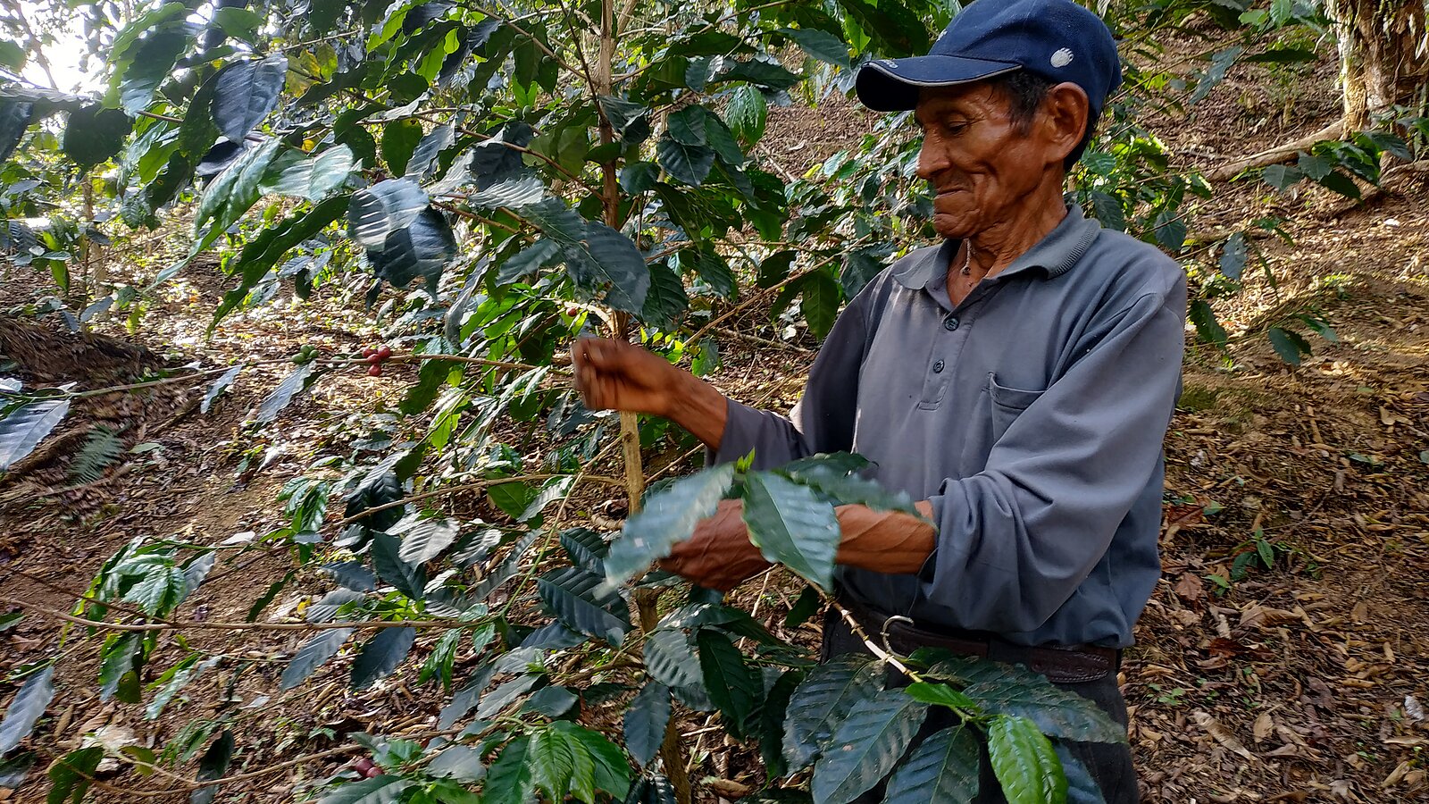 Lobodis producteur dans les plantations de cafe en bolivie