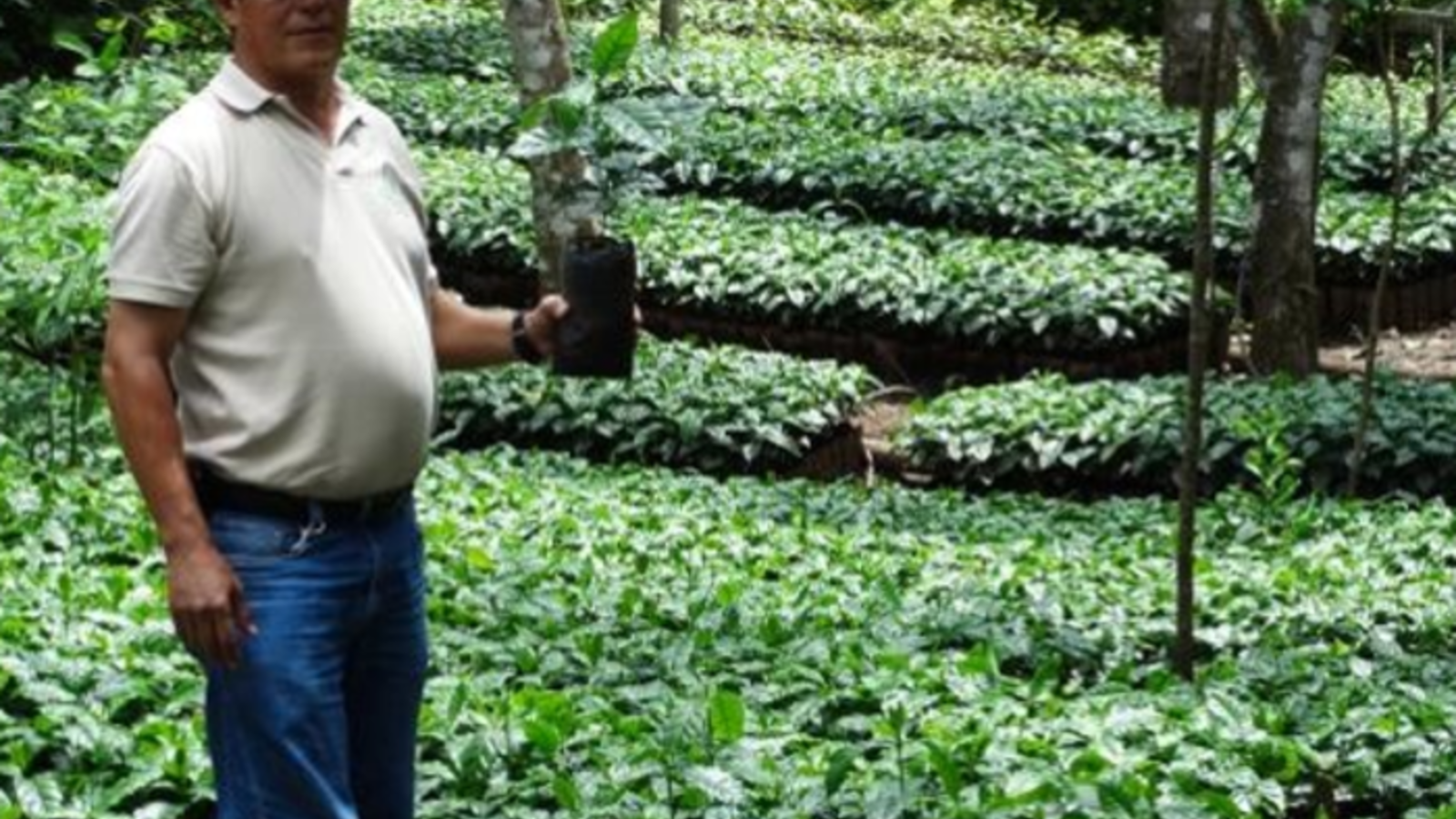 producteur prodecoop partenaire Lobodis au Nicaragua