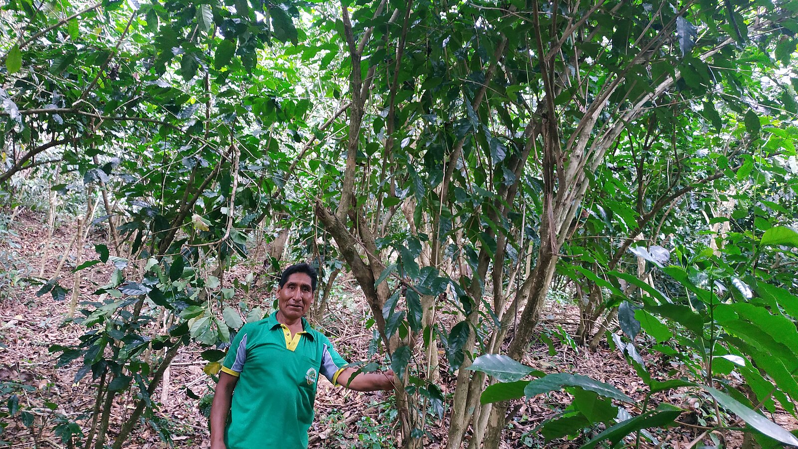 Lobodis producteur de cafe dans les plantations bolivie villa oriente