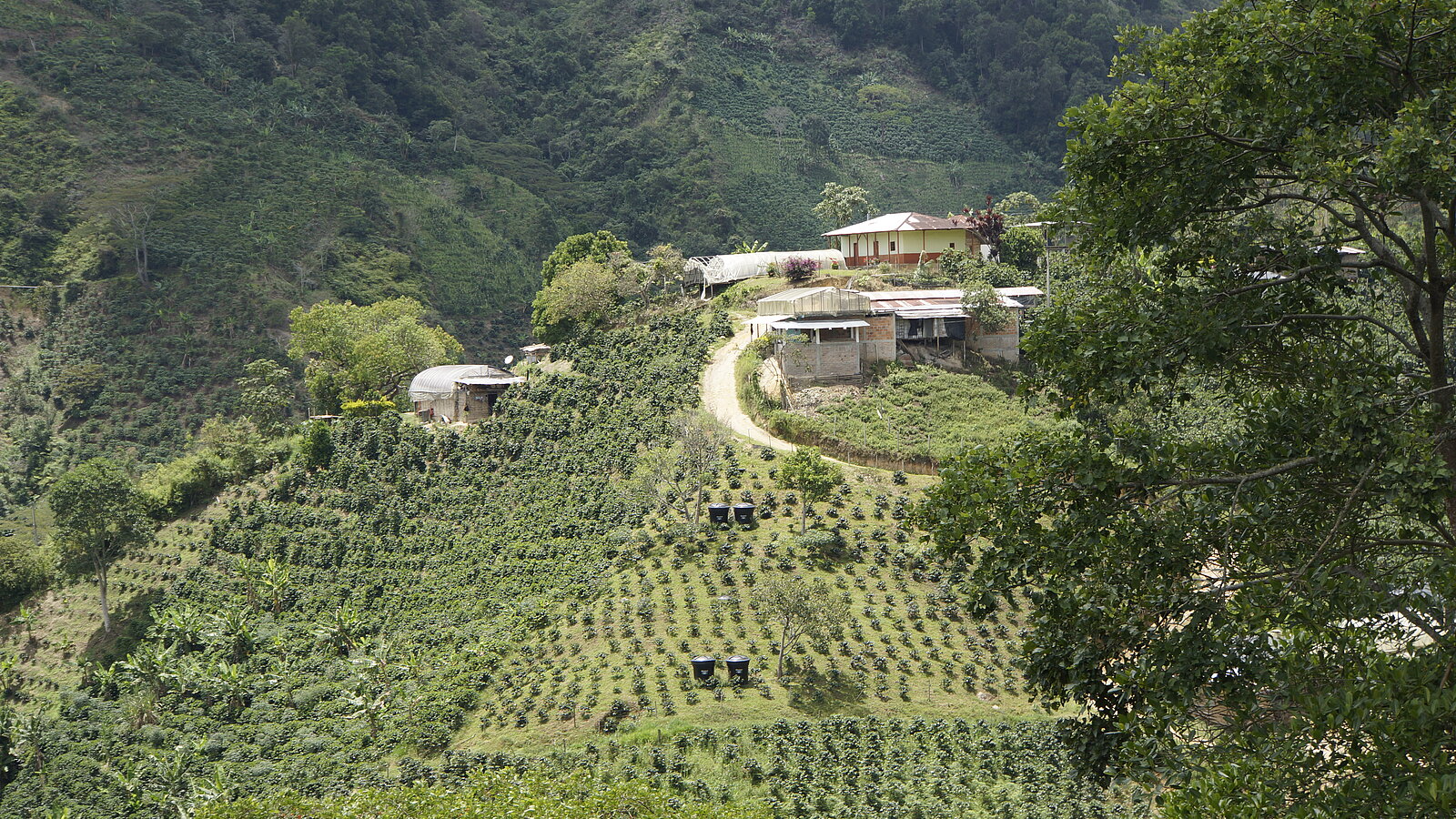 Lobodis ferme d'un producteur de cafe en colombie