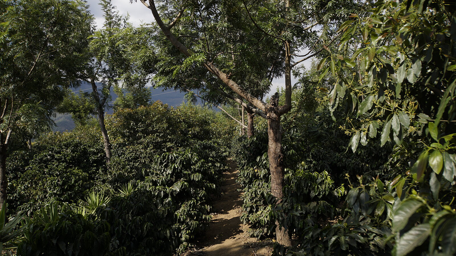 Paysage agroforesterie du producteur el pensativo Lobodis au Guatemala