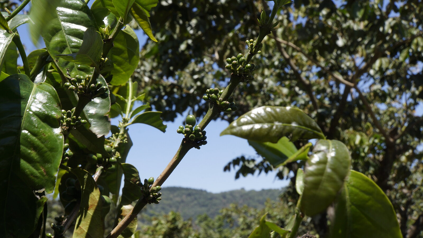 Paysages au Guatemala avec des cerises de Café des producteurs Lobodis